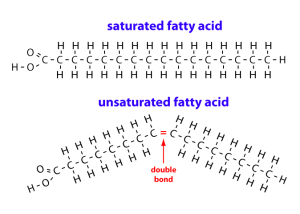 Fats for Cycling and Endurance Sports