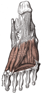 Feet and endurance sports-peroneus muscles