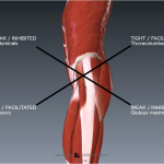 Muscle Imbalances for Endurance sports_lower_crossed_syndrome