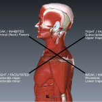 Muscle Imbalances for Endurance sports_upper_crossed_syndrome