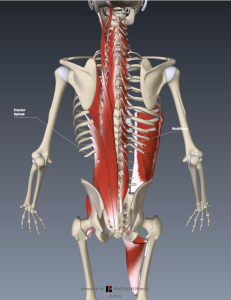 Functional anatomy for sports - Global stabilizers posterior view