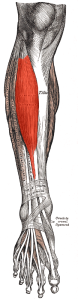 Feet and endurance sports-tibialis anterior