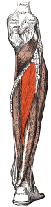 Feet and endurance sports-tibialis posterior