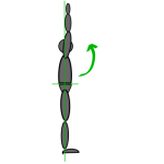 Mobilisation for cycling and endurance sports Double_arm_raise_1